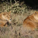 Kenya (300)